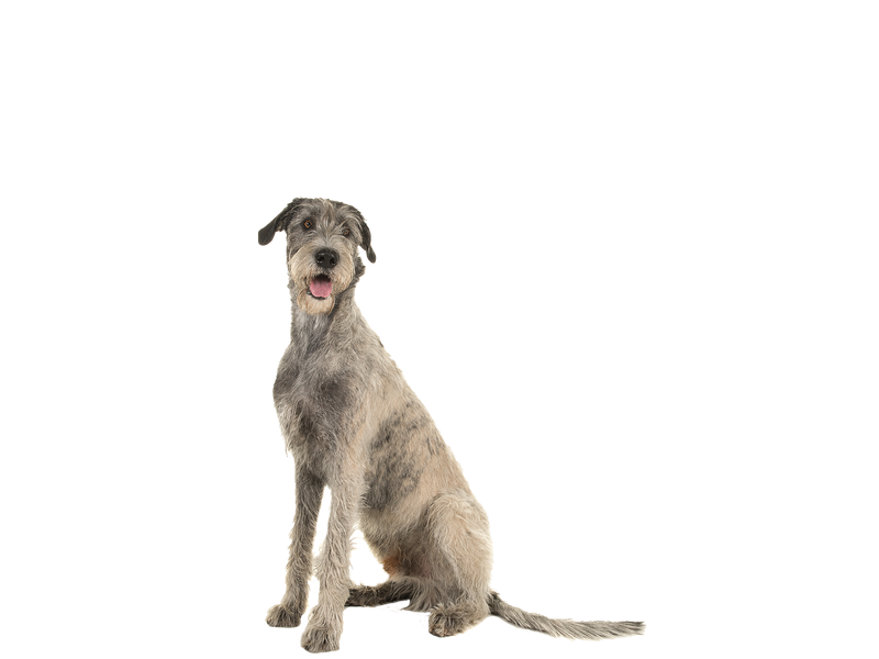 Irish wolfhound shop in not
